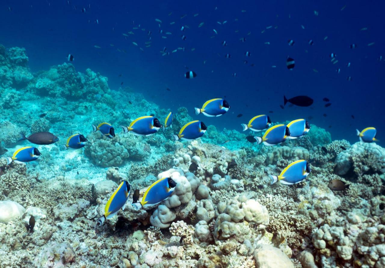 Ocean Village Maldives Holhudhoo Exterior foto